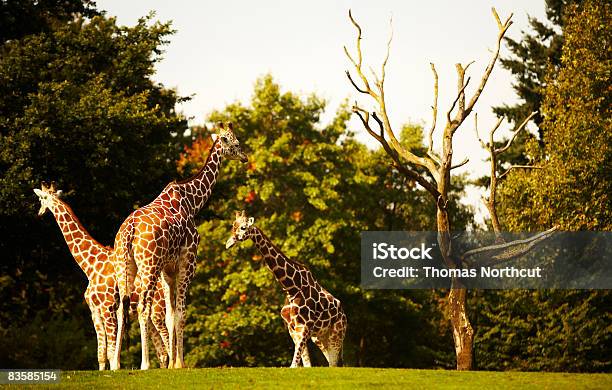 Zoo Animals Stock Photo - Download Image Now - Zoo, Giraffe, Animals In Captivity