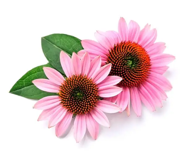 Echinacea flowers close up isolated on white backgrounds. Medicinal plant.