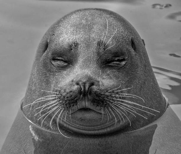 istock Cute seal in the water 835856624
