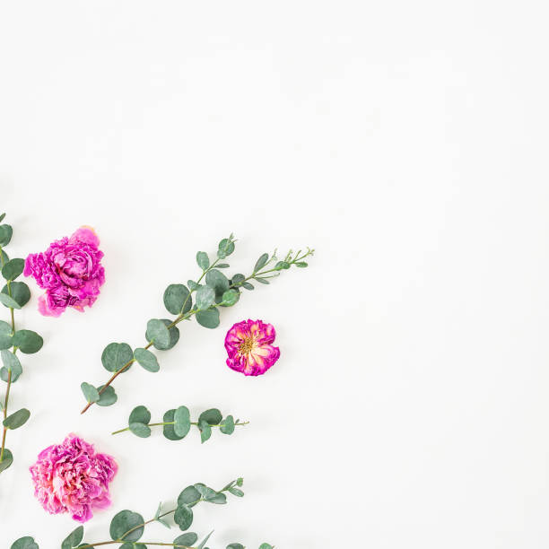 istock Rose flowers and eucalyptus branches on white background. Flat lay, top view. Valentine's background. 835856696
