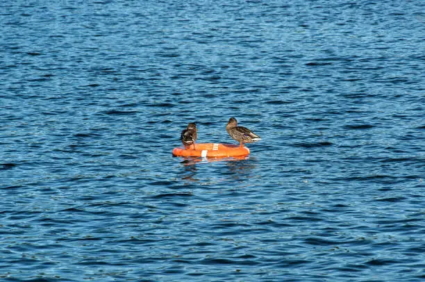Ducks resting on the lifeline on the lake