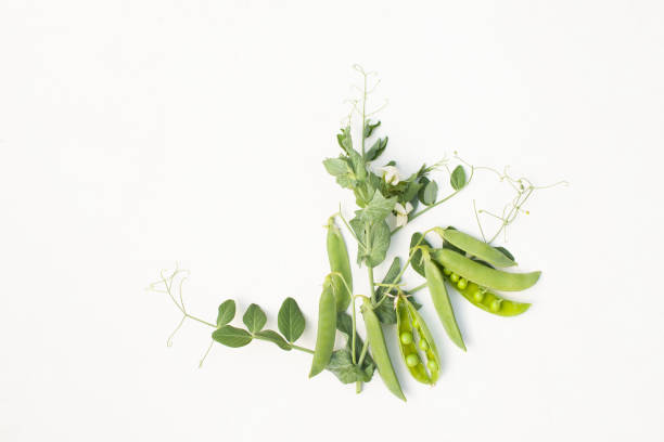 istock Green peas in pods per plant on white old table 835857724