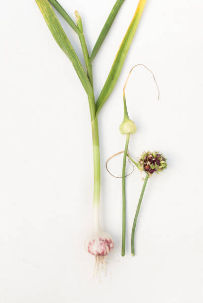 istock Garlic and garlic seeds on the plant on white 835857784