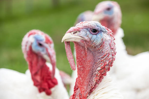 istock an head of an turkey 835860970