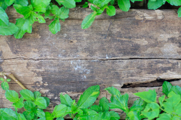 istock green ivy leaves over wooden background with copy space 835863574