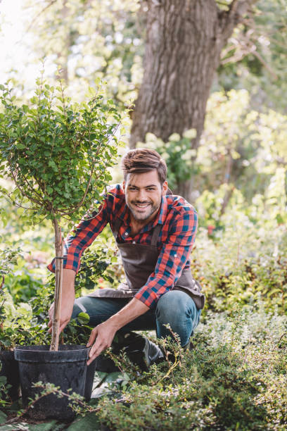 istock smiling gardener in apron planting tree while working in garden 835865406