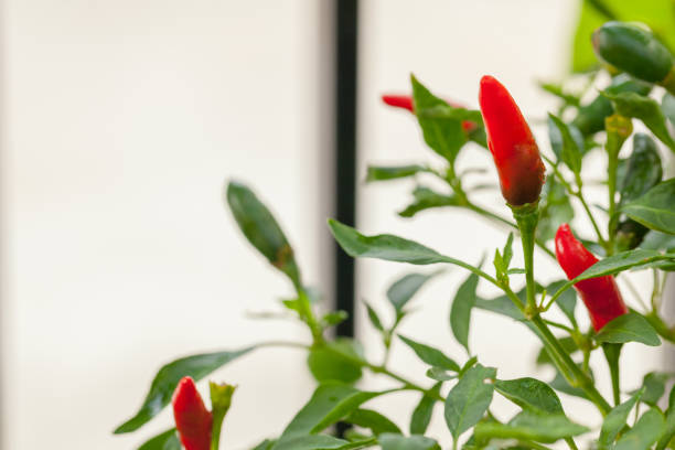 istock Red and green chili peppers on the tree 835868776