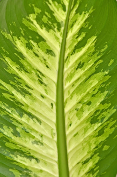 istock Leaf of Dieffenbachia 835871298