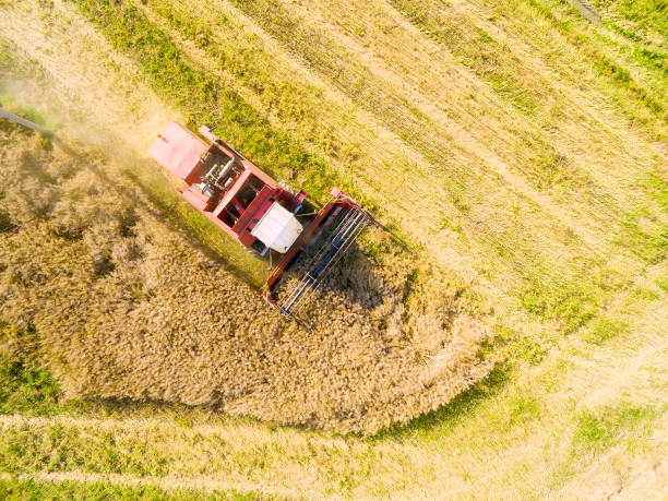 istock Harvest of oilseed rape. 835872322