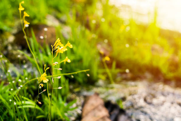 Field flowers with grass on a background of glittering water.