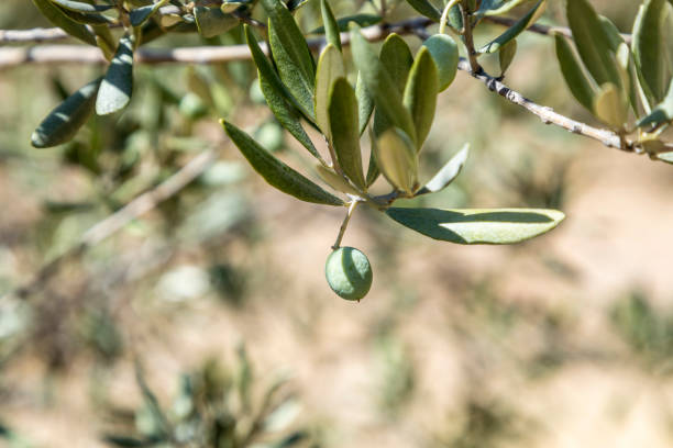 istock detail of olive tree with Olive 835875962