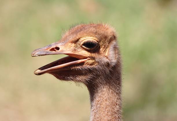 istock close-up of young common ostrich 835879166