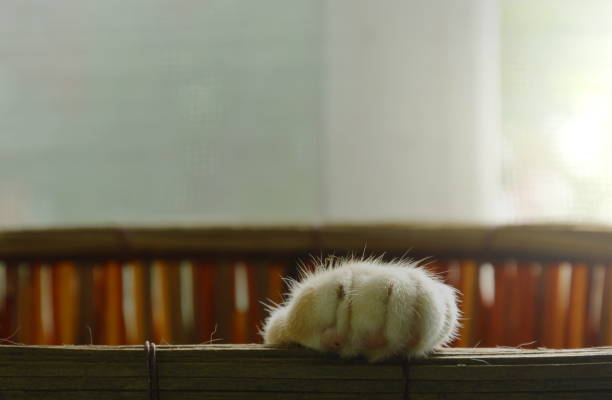 istock cat sleeping in basket and lift up paw on rim 835879382