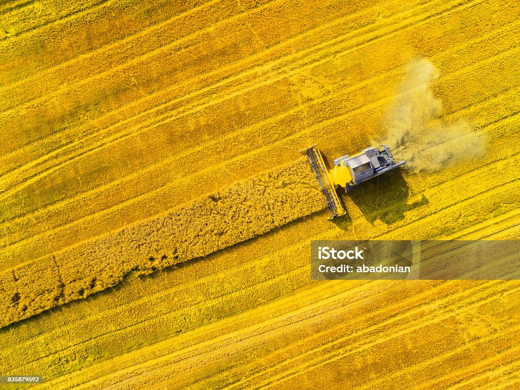 Harvest of wheat field. Aerial view of combine harvester. Harvest of wheat field. Industrial footage on agricultural theme. Biofuel production from above. Agriculture and environment in European Union. Agriculture Stock Photo