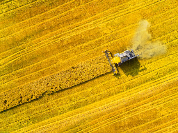 Harvest of wheat field. Aerial view of combine harvester. Harvest of wheat field. Industrial footage on agricultural theme. Biofuel production from above. Agriculture and environment in European Union. biofuel photos stock pictures, royalty-free photos & images