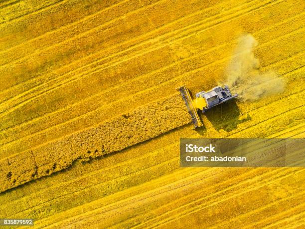 Harvest Of Wheat Field Stock Photo - Download Image Now - Agriculture, Aerial View, Sustainable Resources