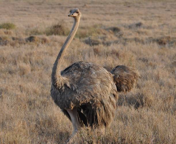 istock Female common ostrich in dry landscape 835881850