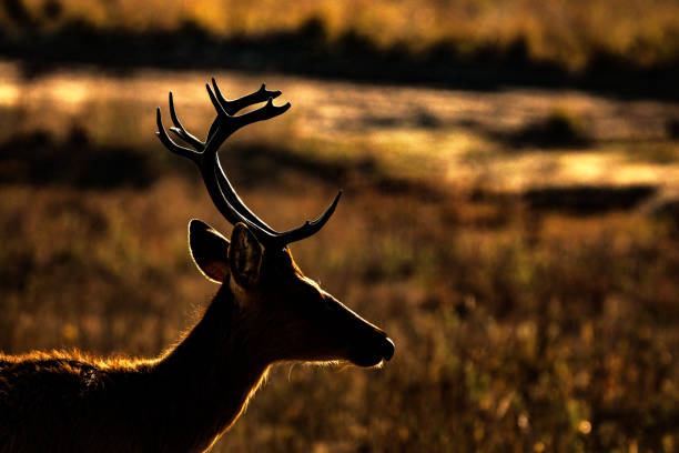 Barasinghs Images 60+ Barasingha Head Stock Photos, Pictures & Royalty-Free Images - iStock