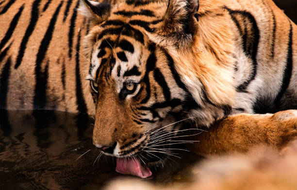 istock A thirst bengal tiger (T-57 or Shiva) from Ranthambhore National Park, India 835885180
