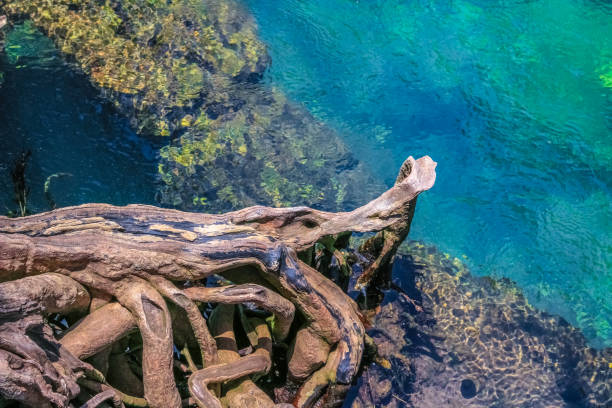 Mangrove roots with clear green blue water in mangrove forrest