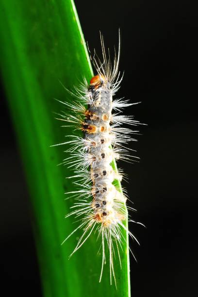 istock Hairy caterpillar climbing green leaf 835885592