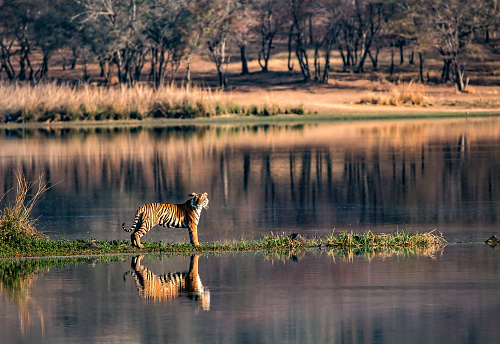 Reflexiones de tigre de Bengala en todo-ángulos del Parque Nacional de Ranthambhore photo