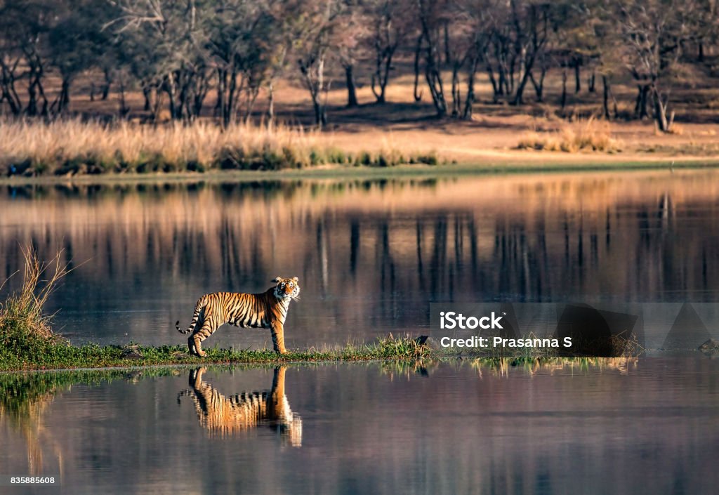 Bengal Tiger reflections in wide-angles	from Ranthambhore National Park The Bengal tiger (Panthera tigris tigris) is the most numerous of the tiger subspecies. By 2011, the total population was estimated at fewer than 2,500 individuals with a decreasing trend. None of the Tiger Conservation Landscapes within the Bengal tiger's range is considered large enough to support an effective population size of 250 adult individuals. Since 2010, it is listed as Endangered on the IUCN Red List. An example of charismatic megafauna, the Bengal tiger is the most familiar tiger subspecies, as well as the second largest subspecies, after the Siberian tiger. By 2010, Bengal tiger populations in India were estimated at 1,706–1,909. As of 2014, they had reputedly increased to an estimated 2,226 individuals. Ranthambore National Park Stock Photo