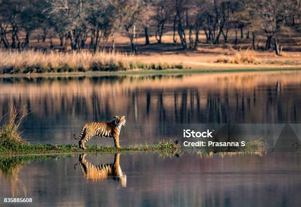 Bengal Tiger Reflections In Wideangles From Ranthambhore National Park Stock Photo - Download Image Now