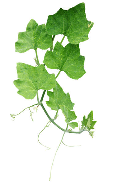 Pumpkin green leaves with hairy vine plant stem and tendrils isolated on white background, clipping path included.