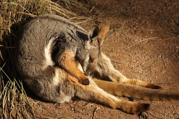 dormir canguro wallaby - skippy fotografías e imágenes de stock