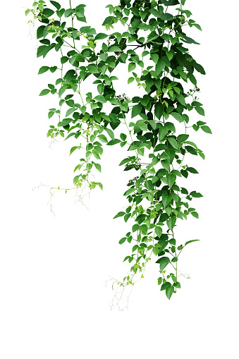 Wild climbing vine, Cayratia trifolia (Linn.) Domin. liana plant isolated on white background, clipping path included. Hanging branches of jungle vines.