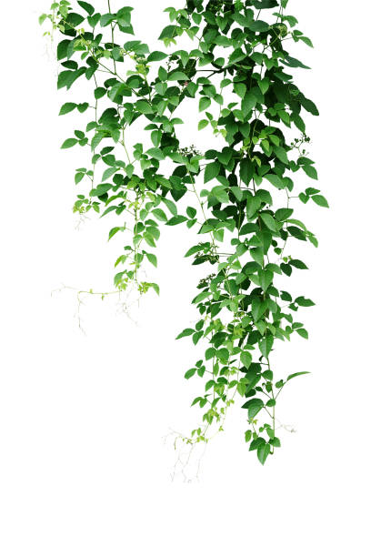 wild climbing vine, cayratia trifolia (linn.) domin. liana plant isolated on white background, clipping path included. hanging branches of jungle vines. - trees hanging imagens e fotografias de stock