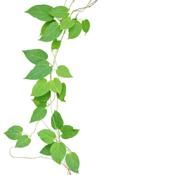 심장 모양의 녹색 잎 climbling 덩굴 포함 하는 경로 클리핑 흰색 배경에 고립. cowslip 기 야생에서 약 열 대 식물 성장. - creeper plant herb frame isolated 뉴스 사진 이미지