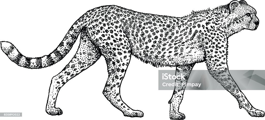 Cheetah Illustratie Tekening Gravure Inkt Zeer Fijne Tekeningen Vector  Stockvectorkunst En Meer Beelden Van Jachtluipaard - Istock