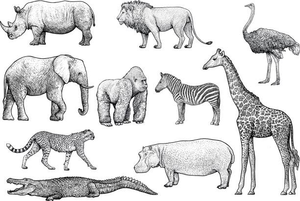 ilustracja zwierząt afrykańskich, rysunek, grawerowanie, tusz, grafika liniowa, wektor - długość obrazy stock illustrations