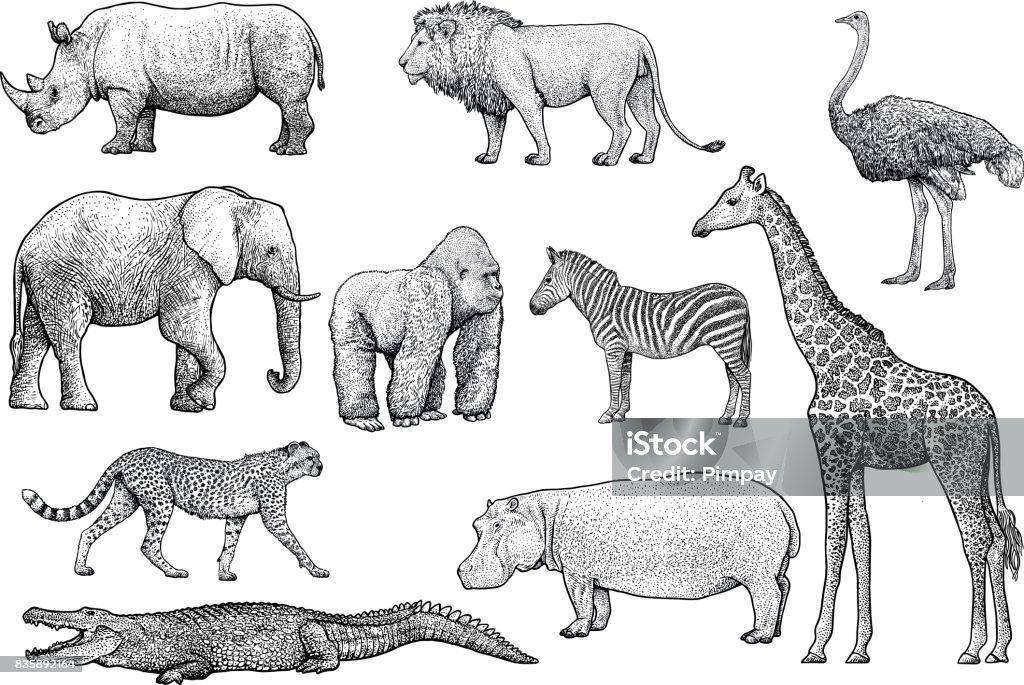 African animals illustration, drawing, engraving, ink, line art, vector Illustration, what made by ink, then it was digitalized. Animal stock vector