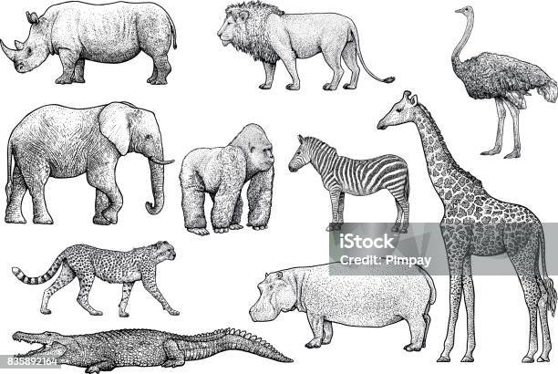 African Animals Illustration Drawing Engraving Ink Line Art Vector Stock Illustration - Download Image Now