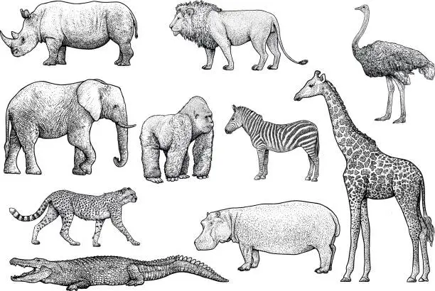 Vector illustration of African animals illustration, drawing, engraving, ink, line art, vector