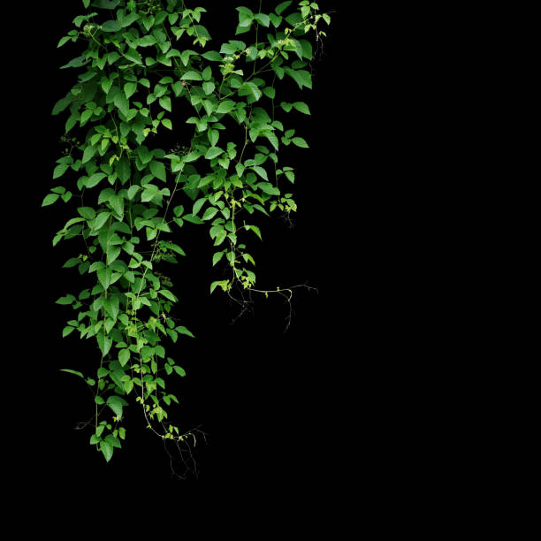 silvestre parra, cayratia trifolia (linn.) domin. planta liana aislada sobre fondo negro. - wild vine fotografías e imágenes de stock