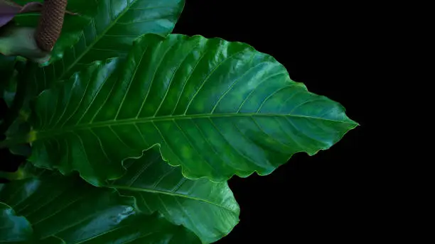 Photo of Bird's nest Anthurium, Anthurium hybrid the tropical foliage plant green leaves on black background.