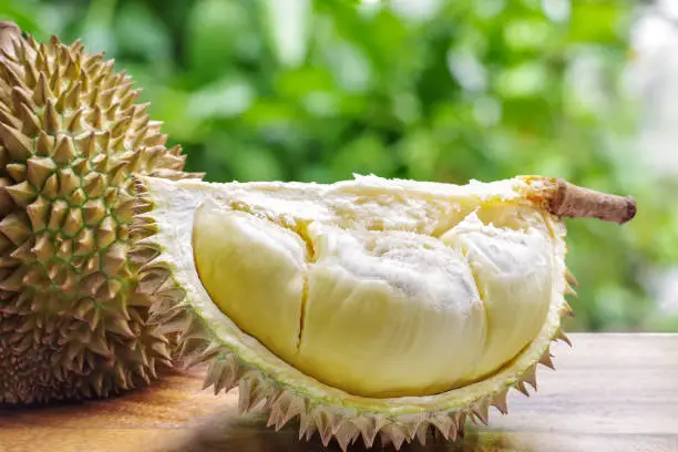 Photo of Custardy pale yellow flesh inside spiky husk of durian the popular pungent smell fruit in Southeast Asia on wood table with green bokeh blurred background.