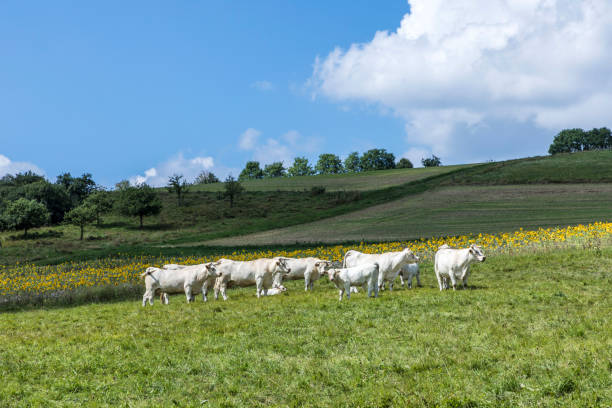 istock rural landscape with grazing cows 835896900