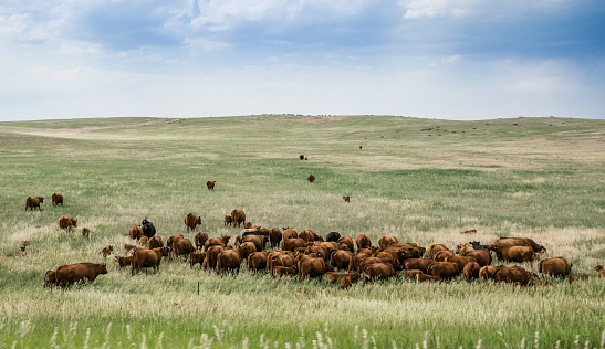 Animal farm in Colorado. Field and grazing herd of cows