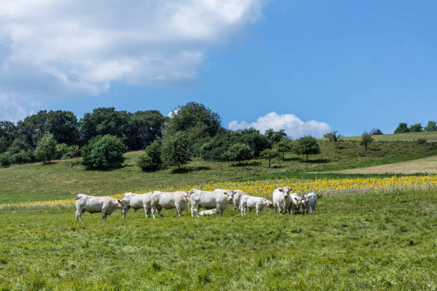 istock rural landscape with grazing cows 835897006