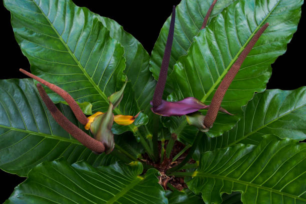 vogels nest anthurium, anthurium hybride, die tropischen blattpflanze auf schwarzem hintergrund. detail der großen, grünen blätter mit blumen lila-roten blütenständen. - flamingoblume stock-fotos und bilder
