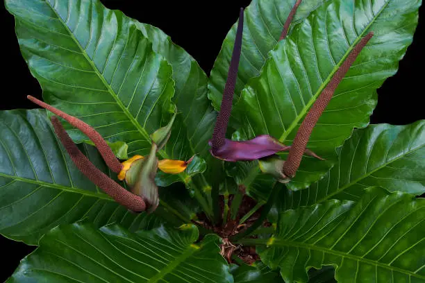 Photo of Bird's nest Anthurium, Anthurium hybrid, the tropical foliage plant on black background. Detail of large green leaves with purple-red spadix flowers.