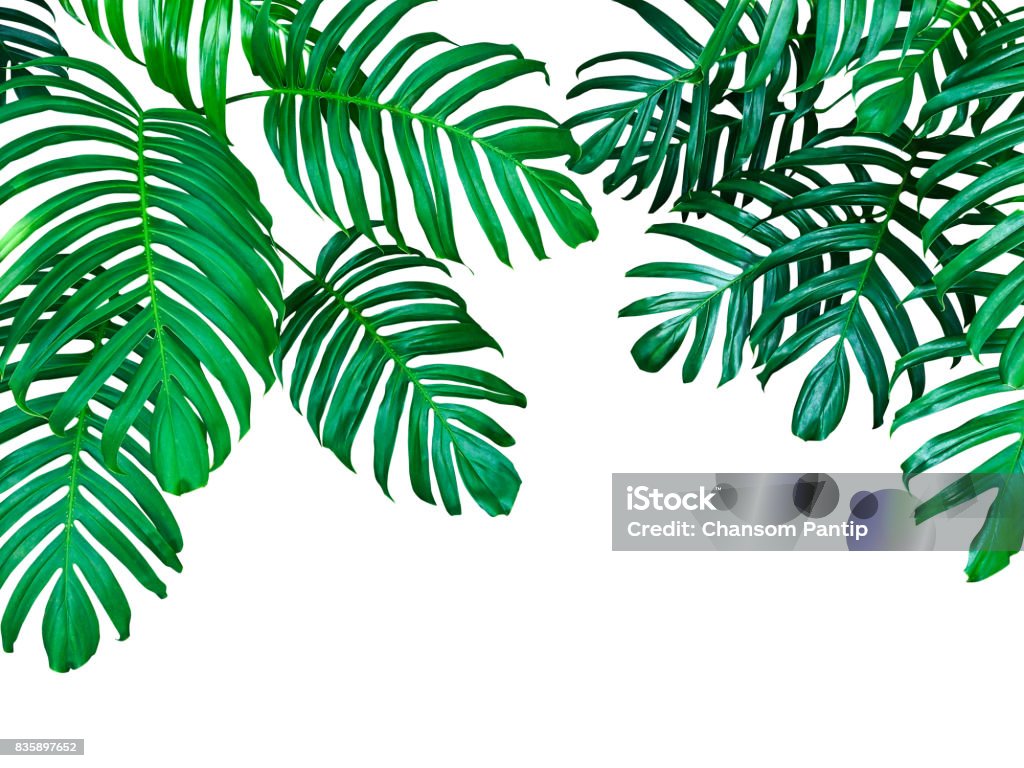 Green leaves of Monstera philodendron the tropical forest plant, evergreen vine isolated on white background, clipping path included. Rainforest Stock Photo