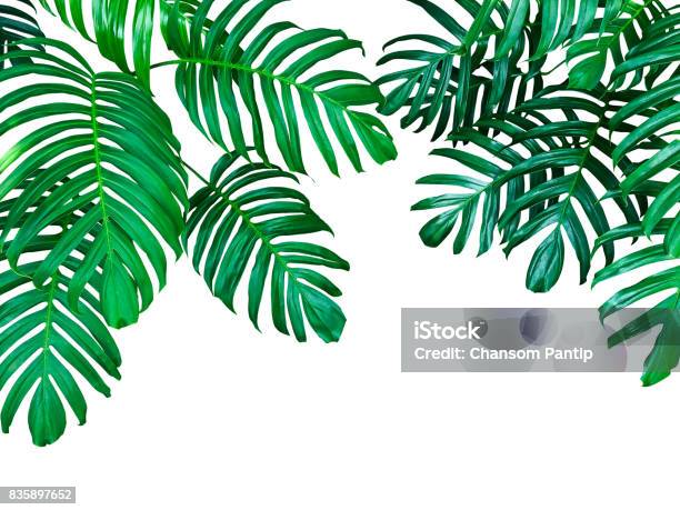 Green Leaves Of Monstera Philodendron The Tropical Forest Plant Evergreen Vine Isolated On White Background Clipping Path Included Stock Photo - Download Image Now