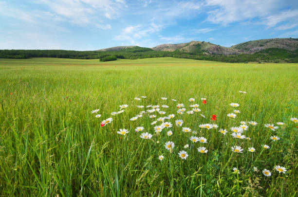 istock Beautiful green spring meadow landscape. 835903502