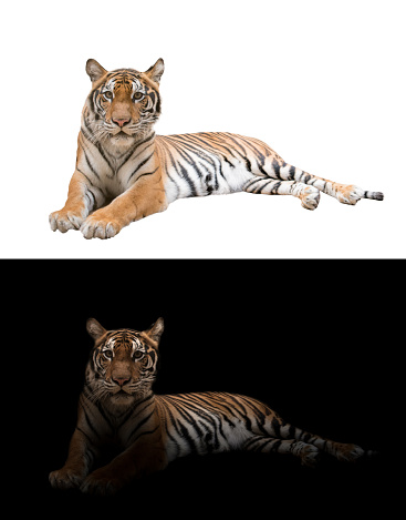 female bengal tiger in the dark and white background